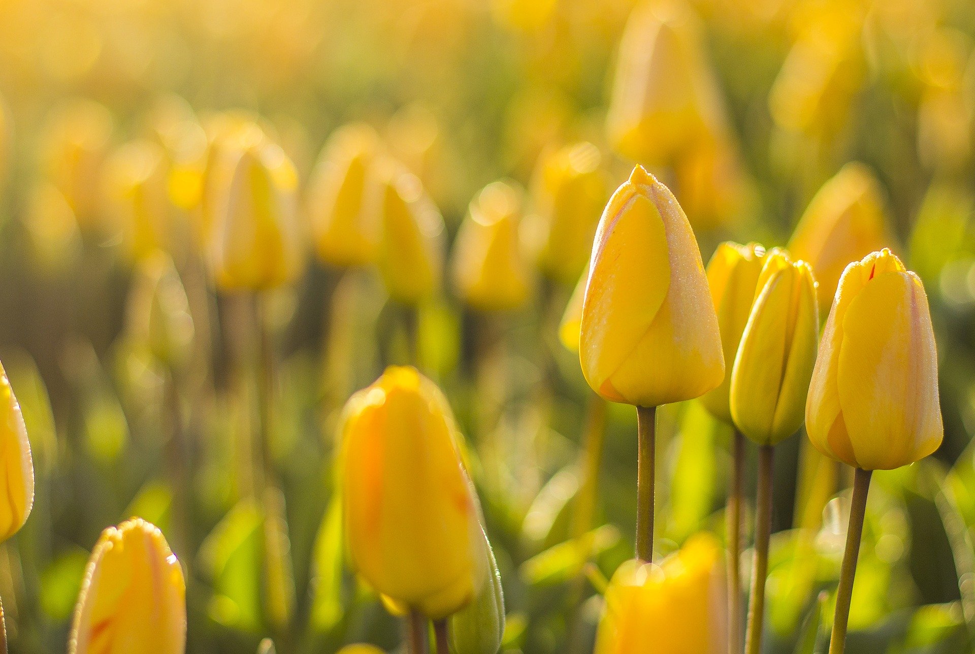 Wer bin ich? Eine gelbe Tulpe!